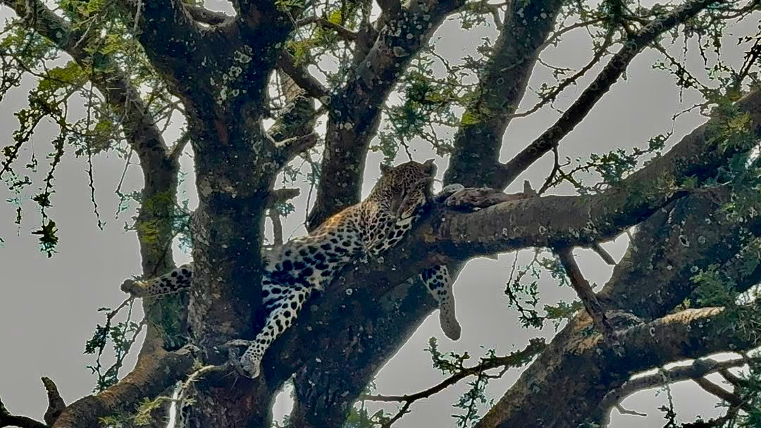 Leopard resting on a thick acacia branch in Lake Manyara National Park