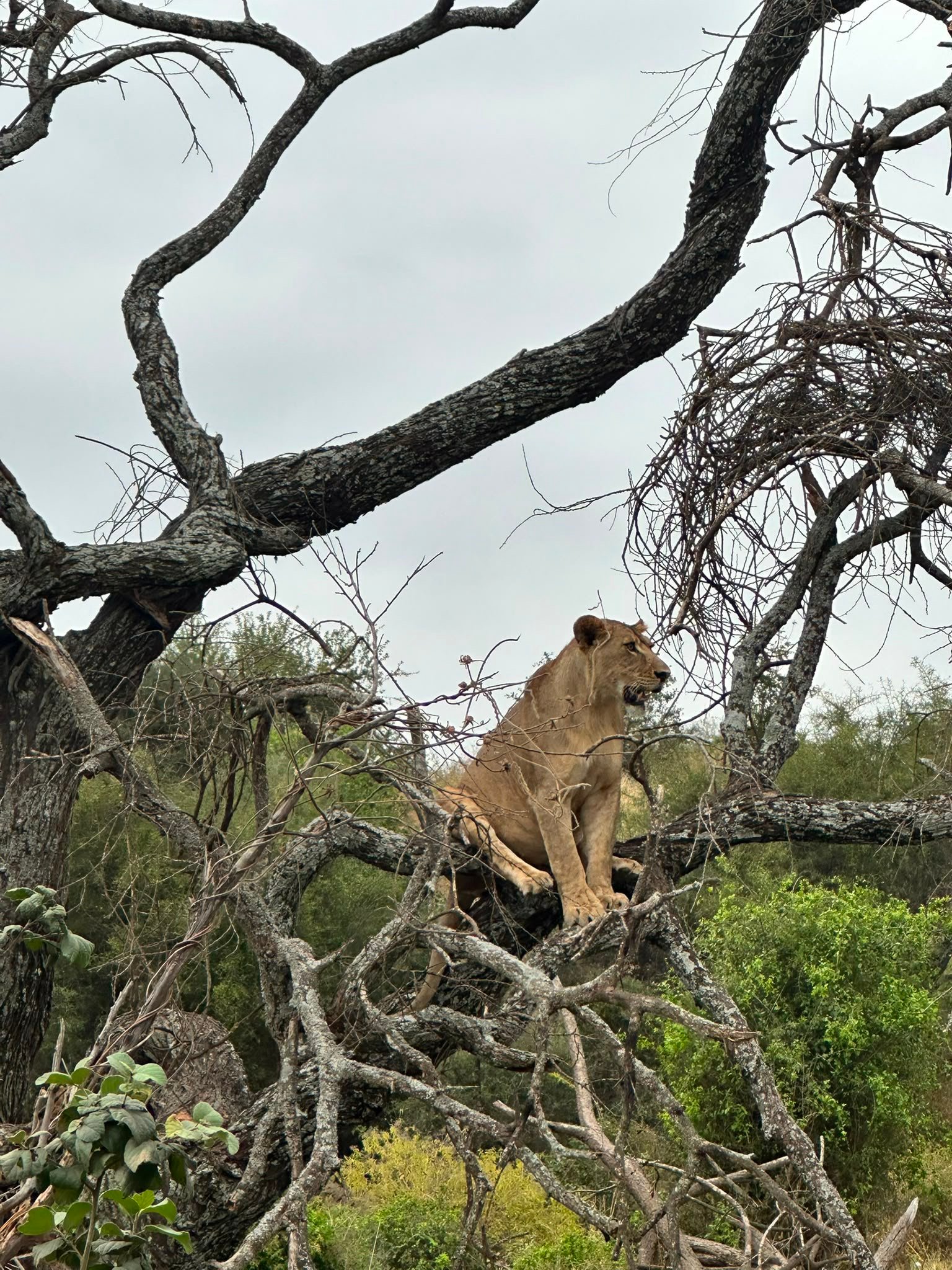 Lioness sitting high in bare tree branches in Lake Manyara National Park