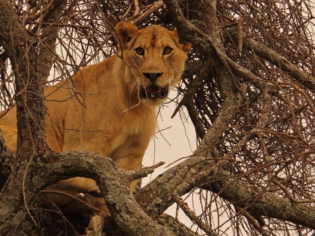 Tree-climbing lioness looking through dry branches in Lake Manyara National Park
