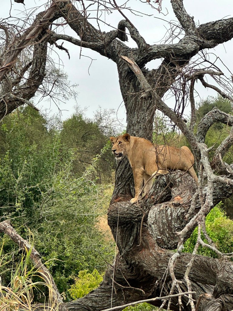 Lake Manyara day trip — tree-climbing lioness standing on a thick tree trunk