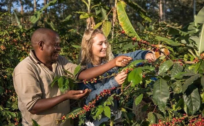 Traveller picking ripe red coffee cherries on a farm on Kilimanjaro's slopes above Moshi
