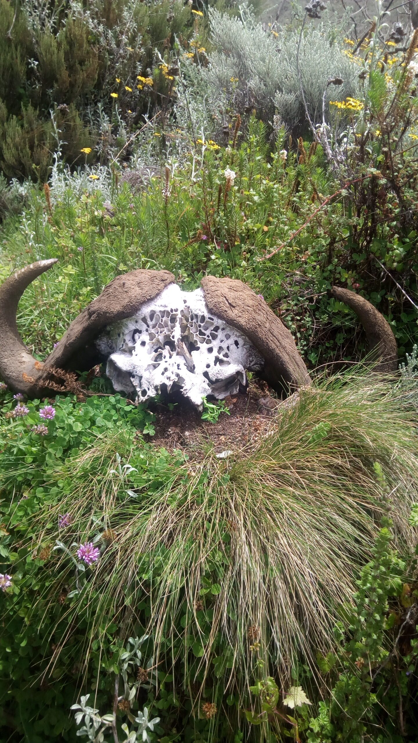 A buffalo skull lying beside the trail on the Mount Meru day hike