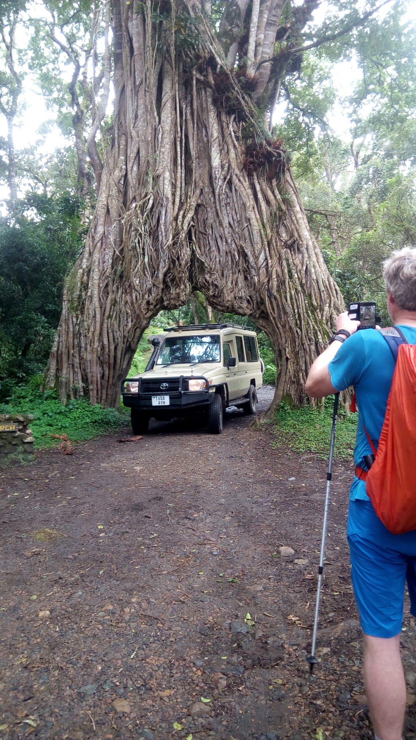 A vehicle passing through the giant fig tree arch in Arusha National Park