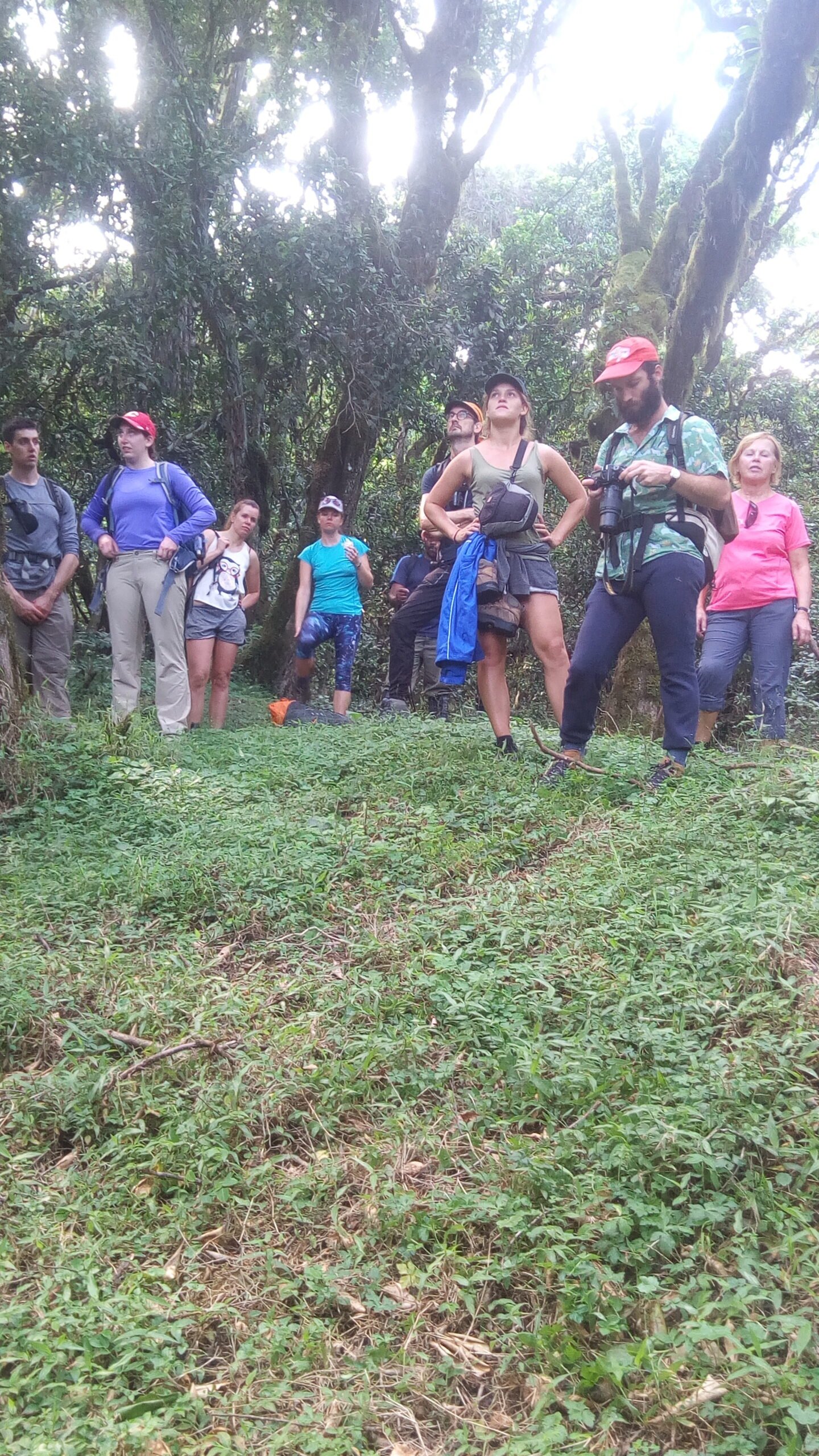 A hiking group stopping to look up into the forest canopy on the lower slopes of Mount Meru