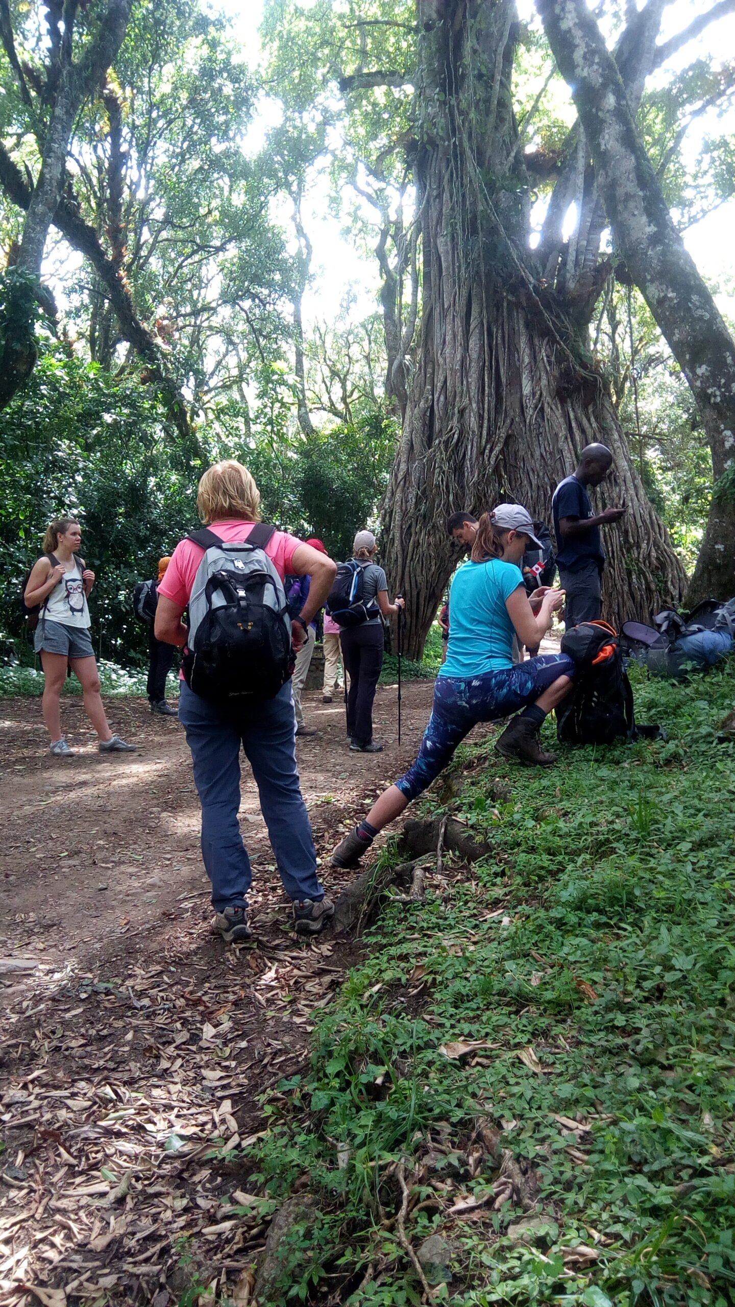 Hikers walking beside a giant fig tree in the forest on the Mount Meru day hike