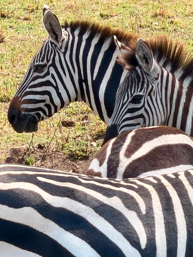 Zebras in Arusha National Park along the Mount Meru day hike route