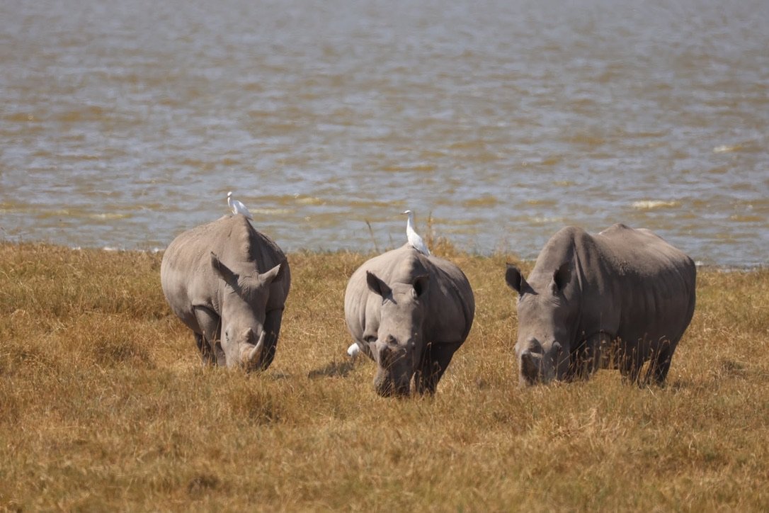 Two black rhinos with cattle egrets on the Ngorongoro Crater floor