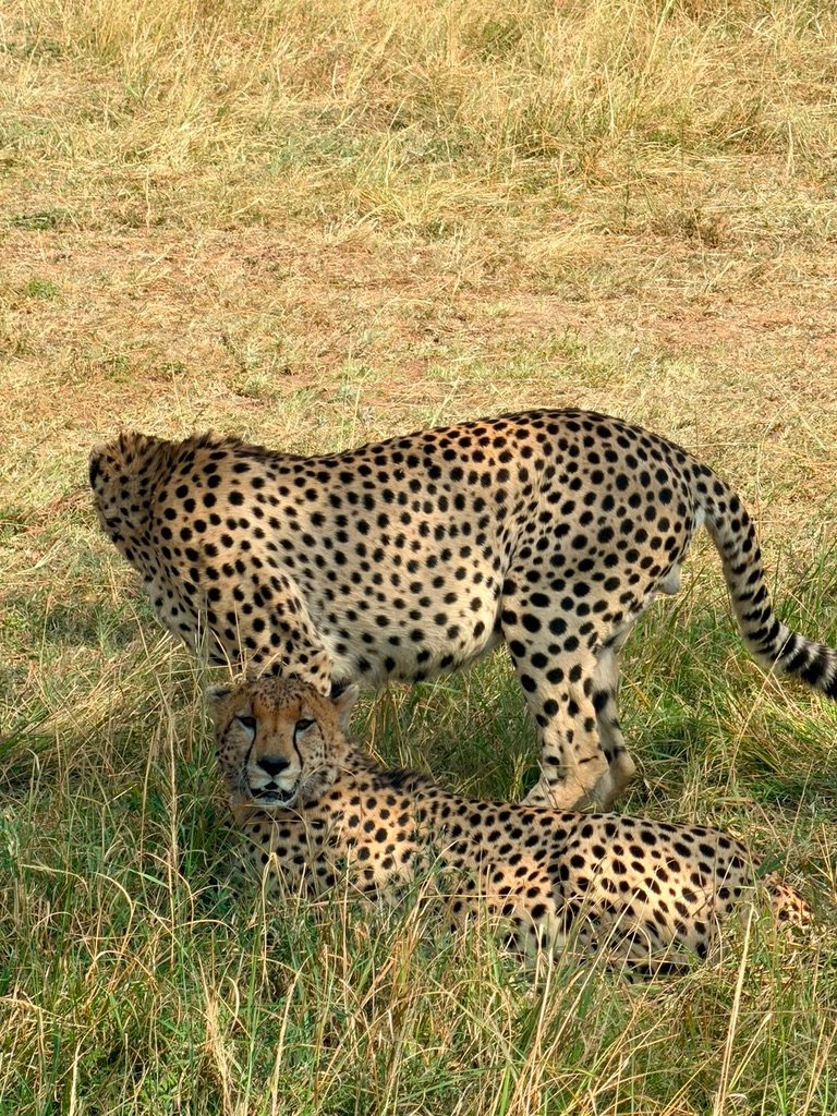 Pair of cheetahs moving through grassland on the Ngorongoro Crater floor