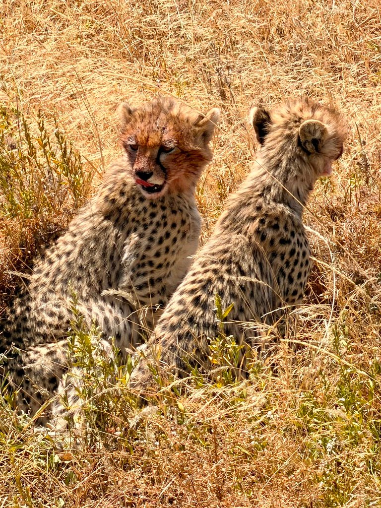 Two cheetahs sitting upright in dry grass on the Ngorongoro Crater floor