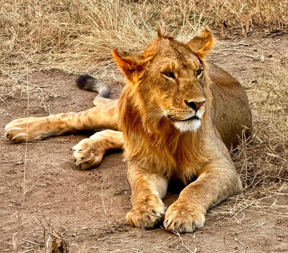 Young male lion resting beside a dirt game-drive road on the Ngorongoro Crater floor