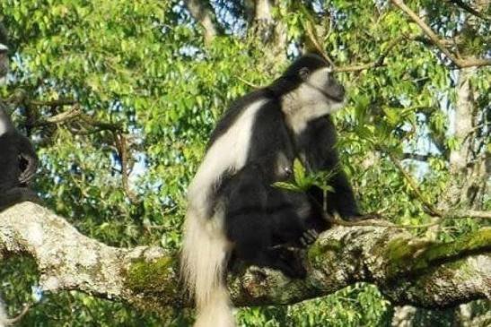 Black-and-white colobus monkey sitting in a tree in Njoro Forest, Moshi