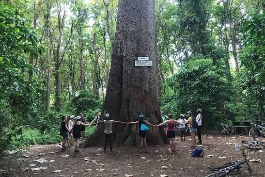 Group of travellers linking arms around the trunk of a giant tree in Rau Forest, Moshi