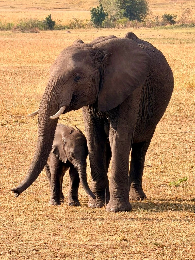Elephant mother and calf in Tarangire National Park during the dry season