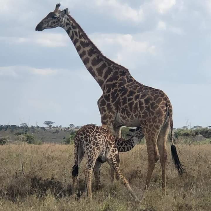 Giraffe mother and calf standing on the savanna in Tarangire National Park