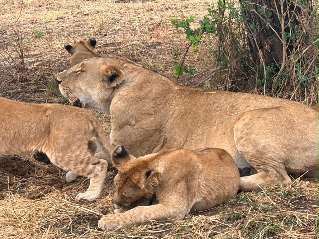Lioness with cubs resting in dry grass in Tarangire National Park